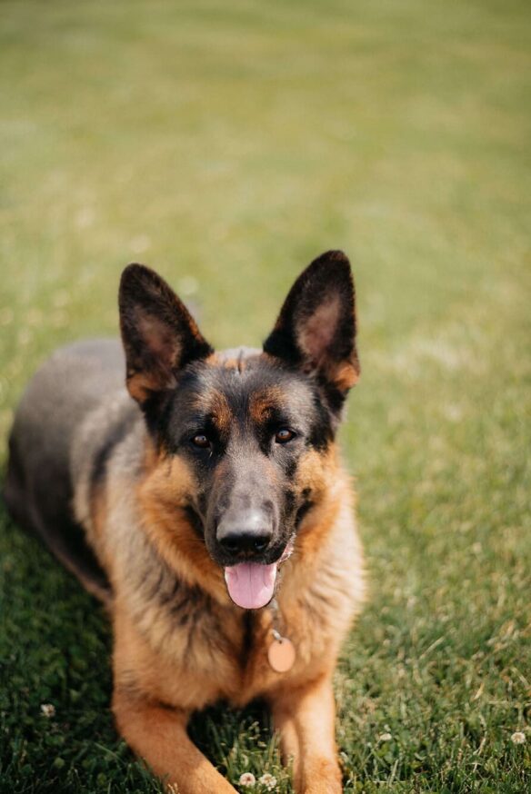 flaxseed_dog 1