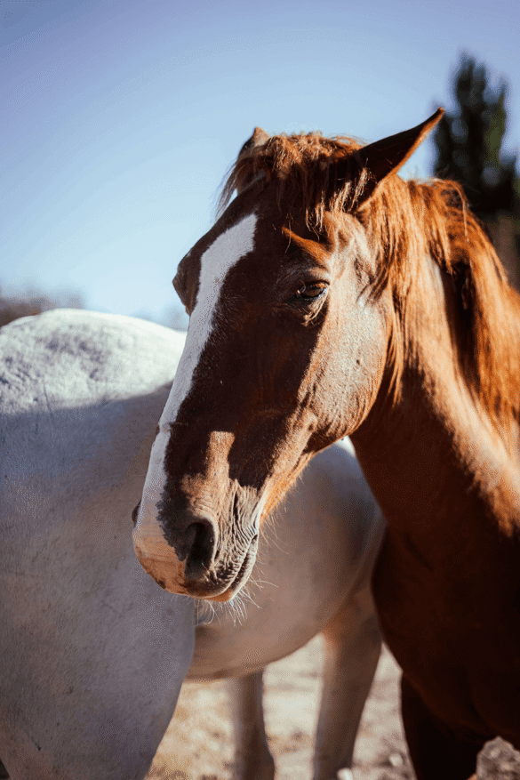 flaxseed_horse 1